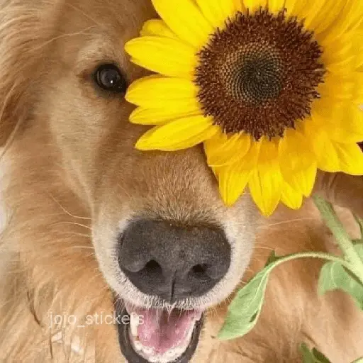 🌻 Flores amarillas 💐y perros 🐕 