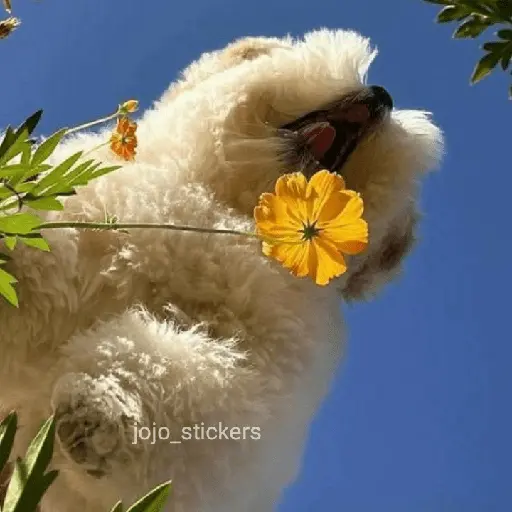 🌻 Flores amarillas 💐y perros 🐕 