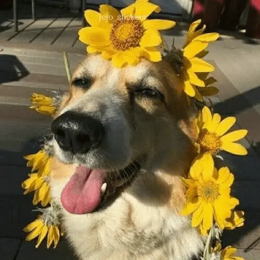 🌻 Flores amarillas 💐y perros 🐕 
