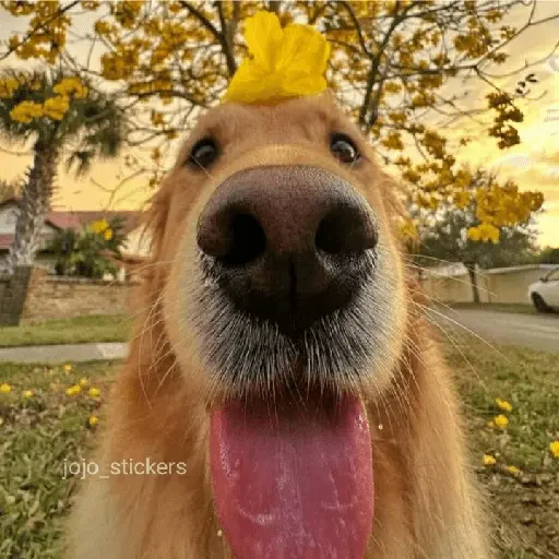 🌻 Flores amarillas 💐y perros 🐕 