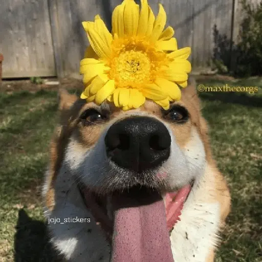 🌻 Flores amarillas 💐y perros 🐕 