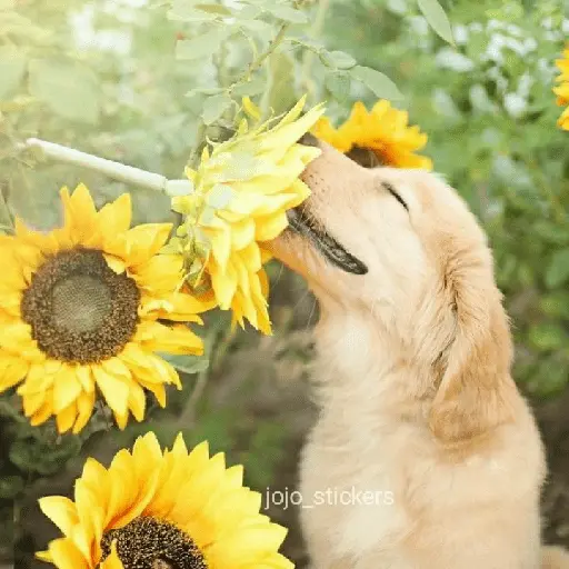 🌻 Flores amarillas 💐y perros 🐕 