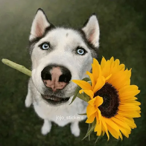 🌻 Flores amarillas 💐y perros 🐕 
