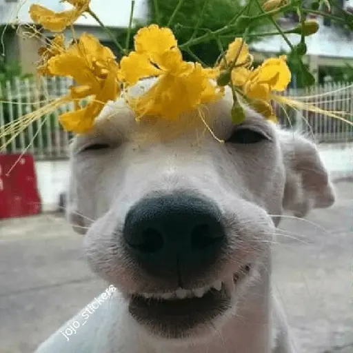 🌻 Flores amarillas 💐y perros 🐕 