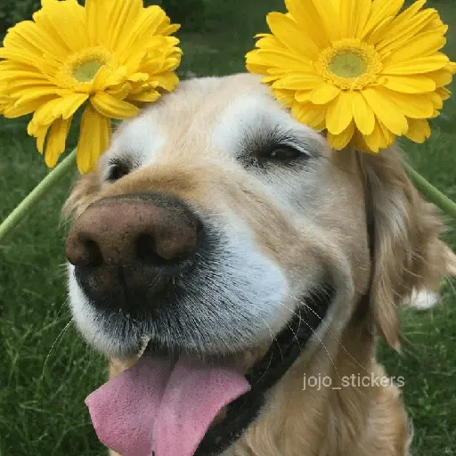 🌻 Flores amarillas 💐y perros 🐕 