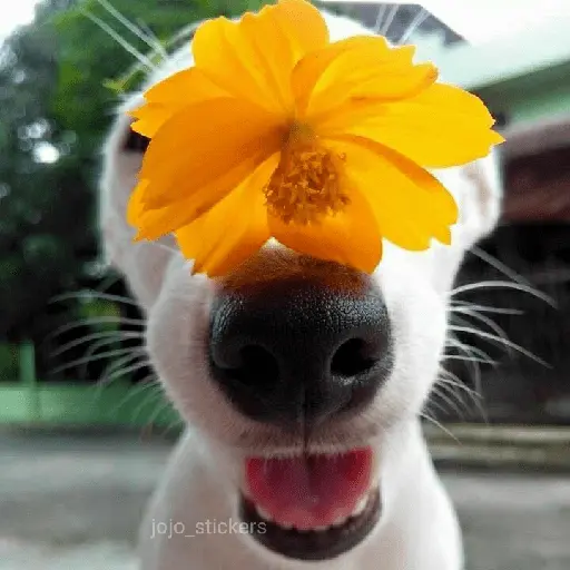 🌻 Flores amarillas 💐y perros 🐕 