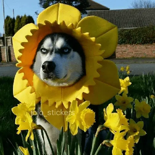 🌻 Flores amarillas 💐y perros 🐕 