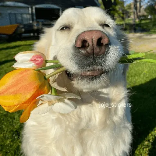 🌻 Flores amarillas 💐y perros 🐕 