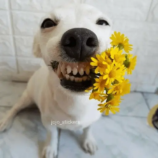 🌻 Flores amarillas 💐y perros 🐕 