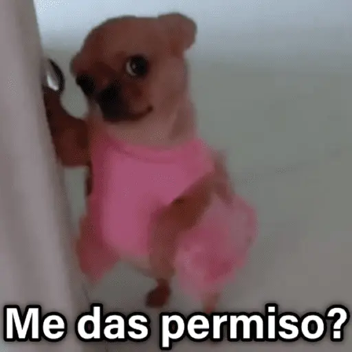 🐶🐱🐵 ANIMALITOS 2 🐵🐱🐶