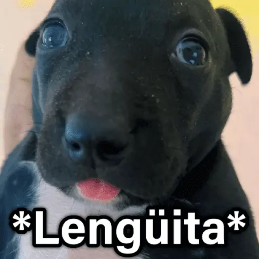 🐶🐱🐵 ANIMALITOS 2 🐵🐱🐶