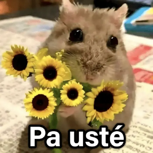 🐶🐱🐵 ANIMALITOS 2 🐵🐱🐶