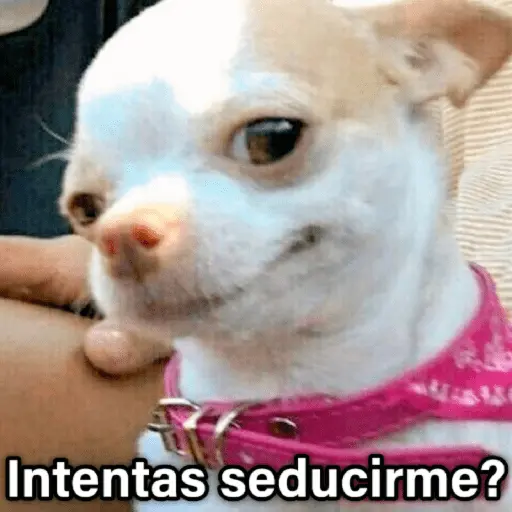 🐶🐱🐵 ANIMALITOS 2 🐵🐱🐶
