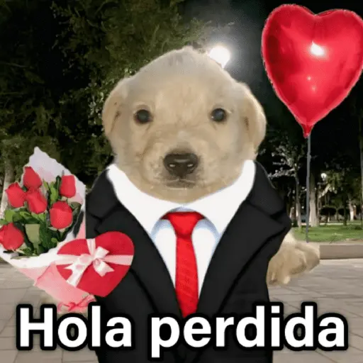 🐶🐱🐵 ANIMALITOS 2 🐵🐱🐶
