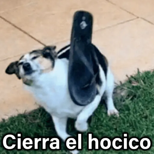 🐶🐱🐵 ANIMALITOS 2 🐵🐱🐶
