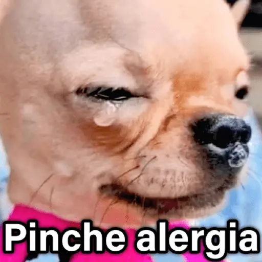 🐶🐱🐵 ANIMALITOS 2 🐵🐱🐶