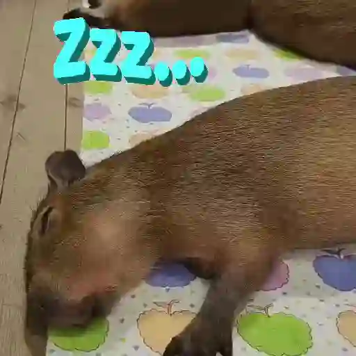 Capibara 🤎