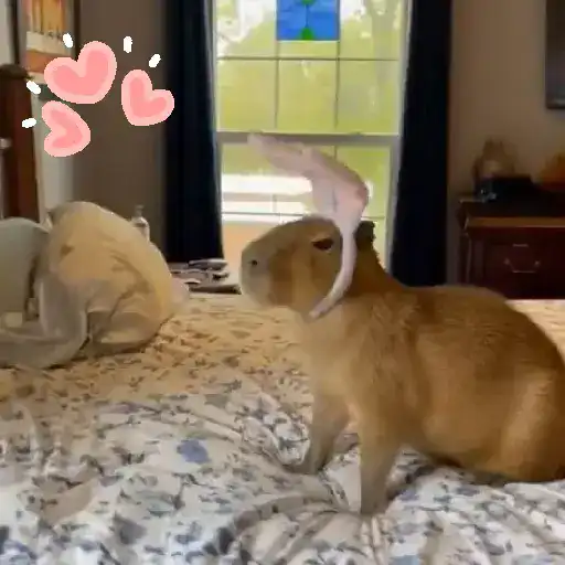 Capibara 🤎