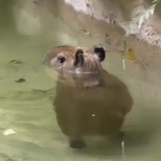 Capibara 🤎
