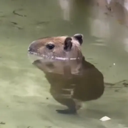 Capibara 🤎 preview