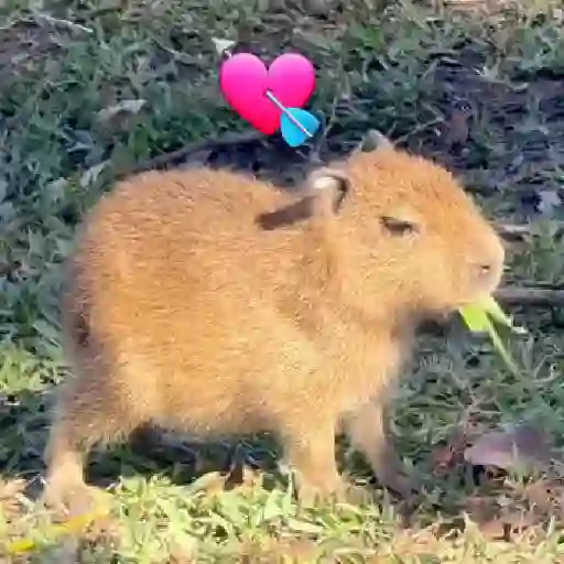 Capibara 🤎