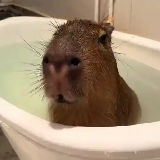Capibara 🤎