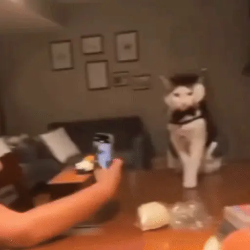 Perros y Gatos memes 🐾🐈🐶🐈‍⬛