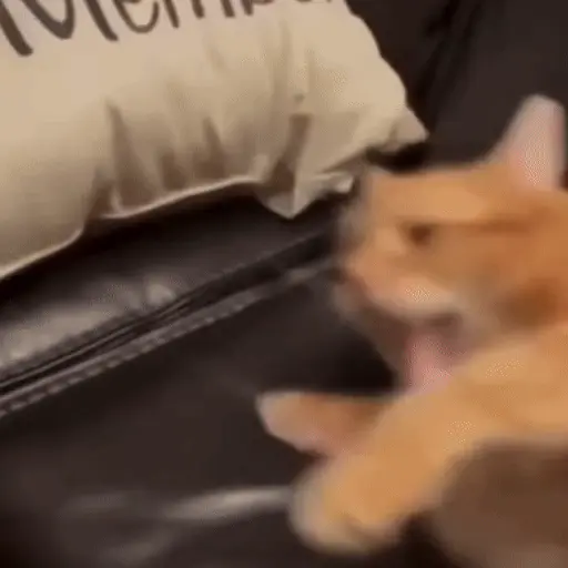 Perros y Gatos memes 🐾🐈🐶🐈‍⬛ preview