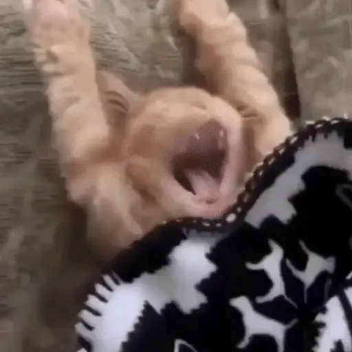 Perros y Gatos memes 🐾🐈🐶🐈‍⬛