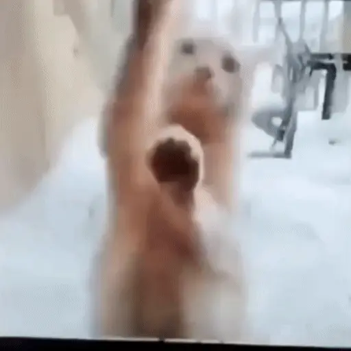 Perros y Gatos memes 🐾🐈🐶🐈‍⬛