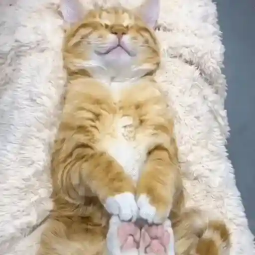 Perros y Gatos memes 🐾🐈🐶🐈‍⬛