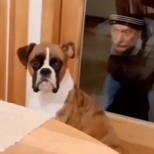 Perros y Gatos memes 🐾🐈🐶🐈‍⬛