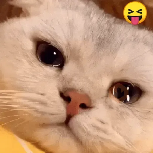 Gatos Moods😼❣️ sticker 20