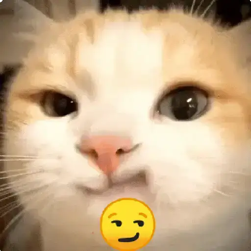 Gatos Moods😼❣️ sticker 21