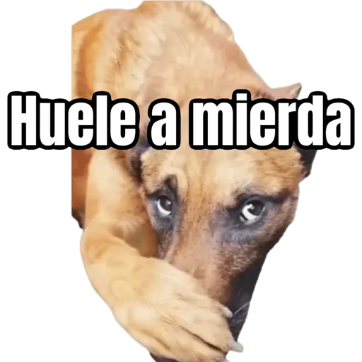 🤣 Memes pa la banda #3 
