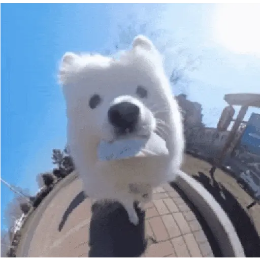 Perritos de Tiktok 🐶