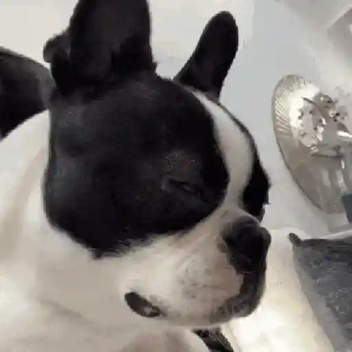 Perritos de Tiktok 🐶
