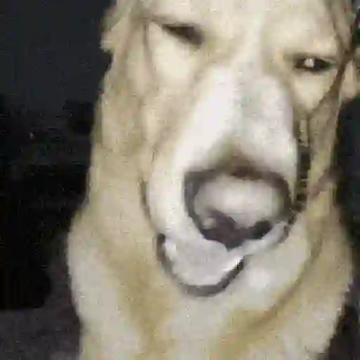 Perritos de Tiktok 🐶 preview