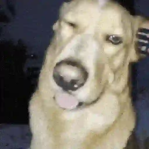 Perritos de Tiktok 🐶