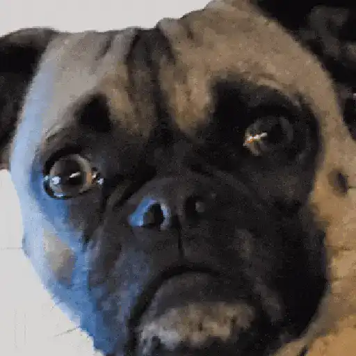 Perritos de Tiktok 🐶 preview