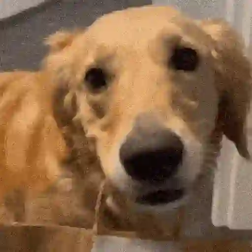 Perritos de Tiktok 🐶
