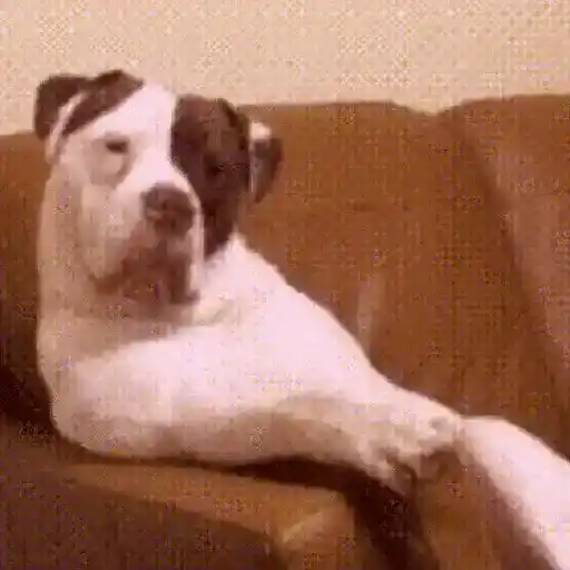 Perritos de Tiktok 🐶 preview