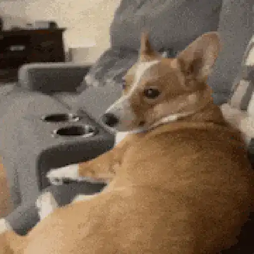 Perritos de Tiktok 🐶