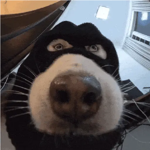 Perritos de Tiktok 🐶