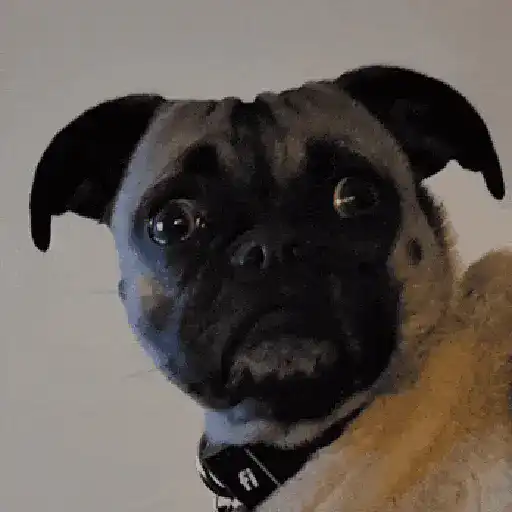 Perritos de Tiktok 🐶