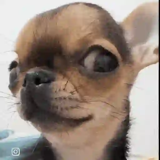 Perritos de Tiktok 🐶 preview