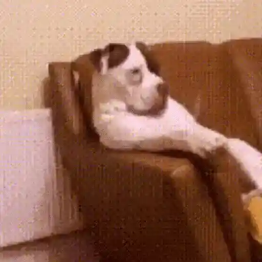 Perritos de Tiktok 🐶