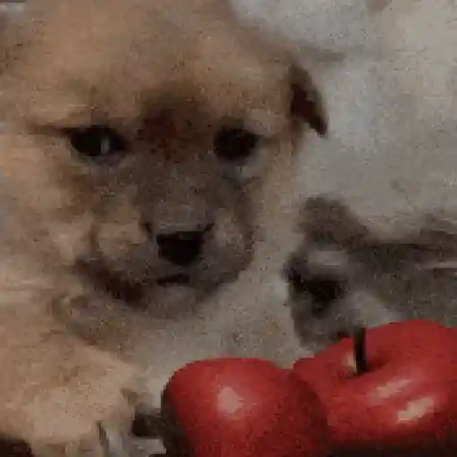 Perritos de Tiktok 🐶
