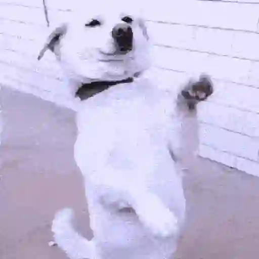 Perritos de Tiktok 🐶