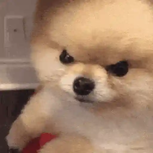Perritos de Tiktok 🐶